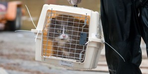 pet evacuee