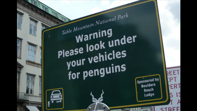 Warning, please look under vehicles for penguins