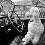 Distracted driving: are unrestrained pets more dangerous than texting or talking?