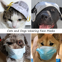 How to Wear Your Mask Cat Sign
